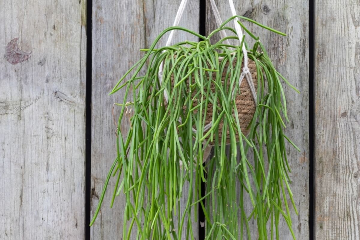 Cactus Rhipsalis
