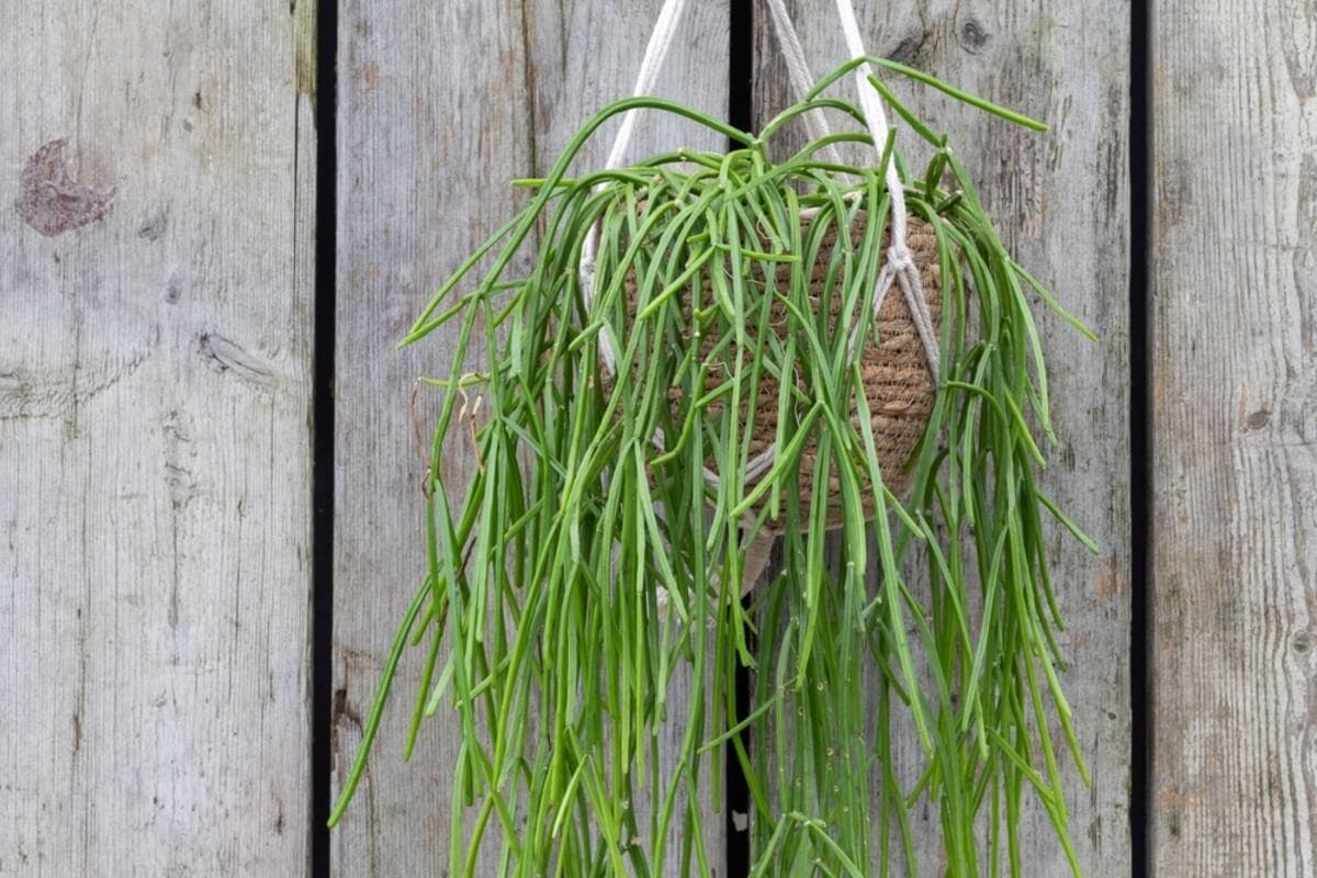 Cactus Rhipsalis