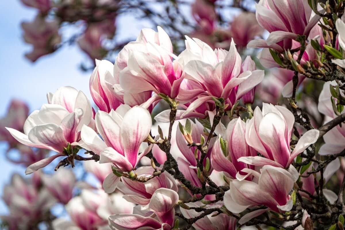 Magnolia