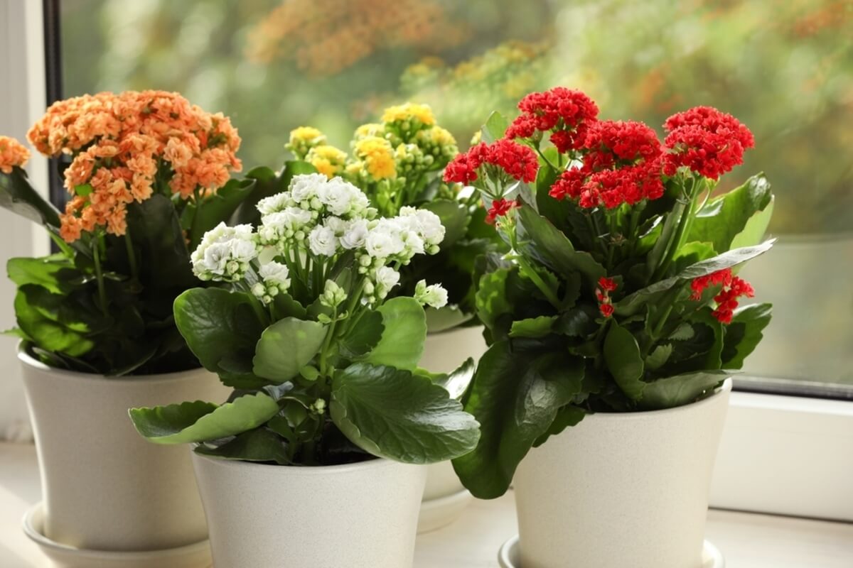 Plantas de kalanchoe