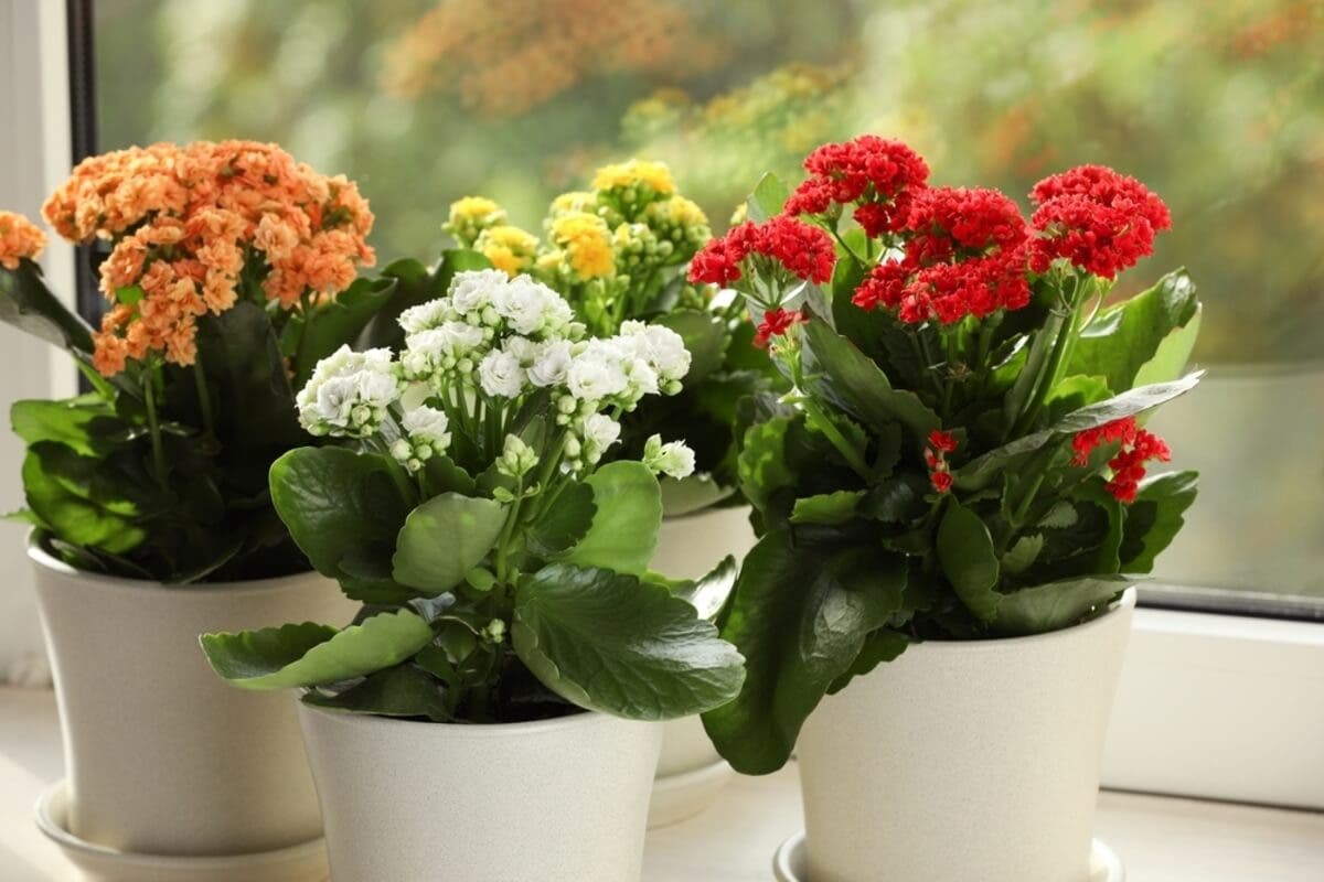 Plantas de kalanchoe