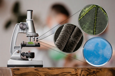 5 cosas que nunca has visto realmente hasta que las miras con un microscopio 