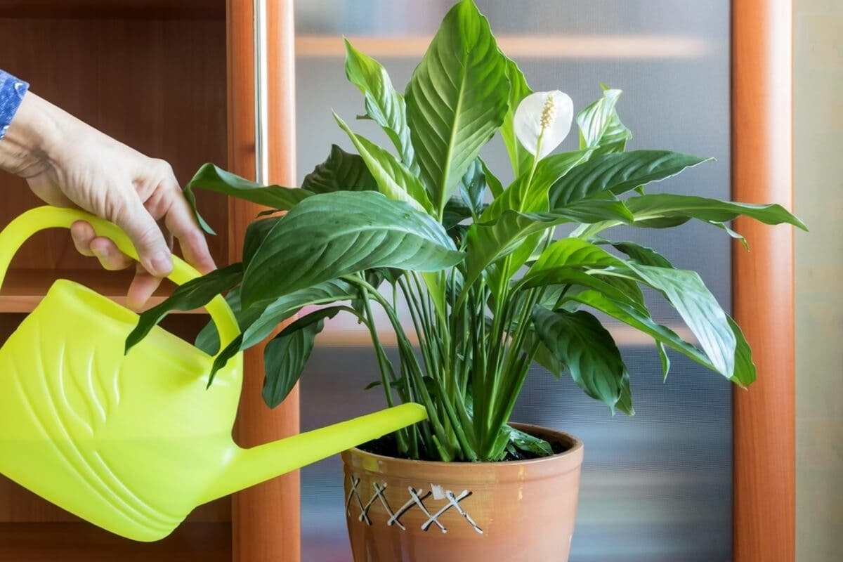 Planta espatifilo