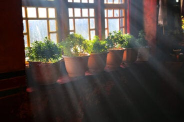 6 plantas de hojas pequeñas para decorar la ventana sin quitar luz