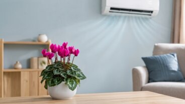 5 plantas con flor que toleran el aire acondicionado sin perder su encanto