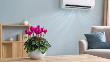 5 plantas con flor que toleran el aire acondicionado sin perder su encanto