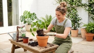 Trasplantar en primavera o en otoño: 5 consejos para elegir el mejor momento