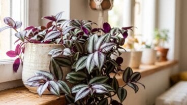 5 plantas de interior con hojas plateadas que iluminan cualquier rincón de tu casa
