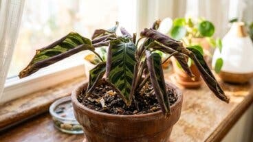 A mi calathea se le enrollaban las hojas y con estos 5 ajustes empezó a mejorar