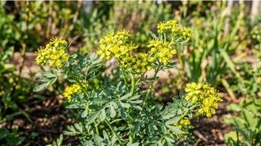 Cómo cultivar ruda en tu jardín para mantener alejados a los insectos