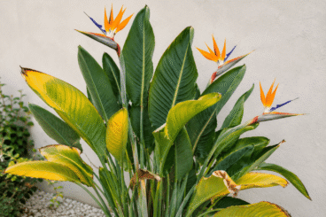 Qué hacer para recuperar una Strelitzia con hojas amarillas