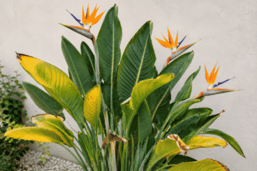 Qué hacer para recuperar una Strelitzia con hojas amarillas