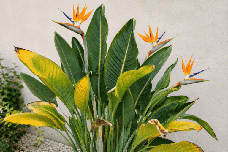 Qué hacer para recuperar una Strelitzia con hojas amarillas