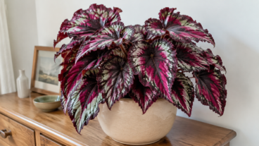 Cómo hacer que tu Begonia Rex tenga hojas coloridas y sin bordes resecos