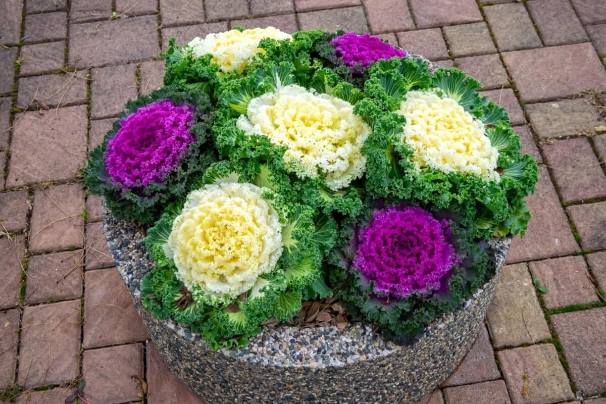 Col ornamental