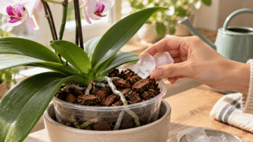 Cubitos de hielo para regar las plantas: cuándo funciona y cuándo puede arruinarlas