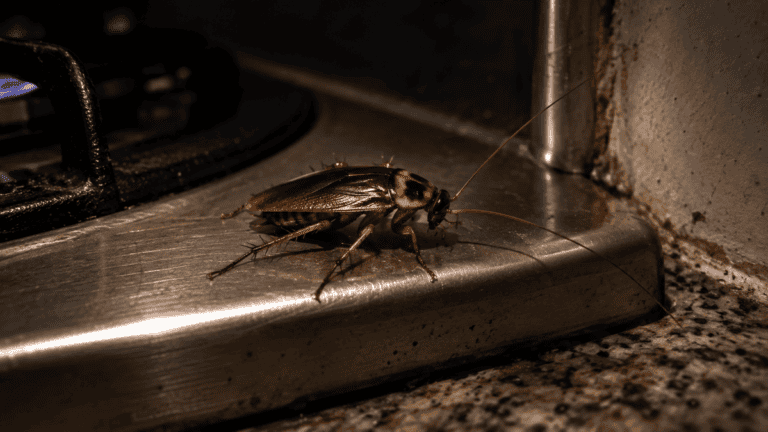 Cucarachas cerca de los electrodomésticos: cómo evitar que se instalen en tu cocina