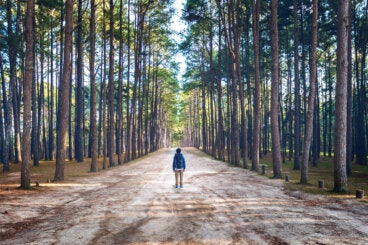 Cuando todo pierde su valor: "Hay quien cruza el bosque y solo ve leña para el fuego"