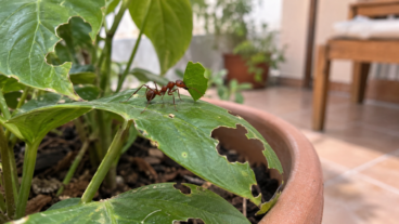 ¿Las hormigas están cortando tus plantas? Cómo combatirlas y controlar el hormiguero