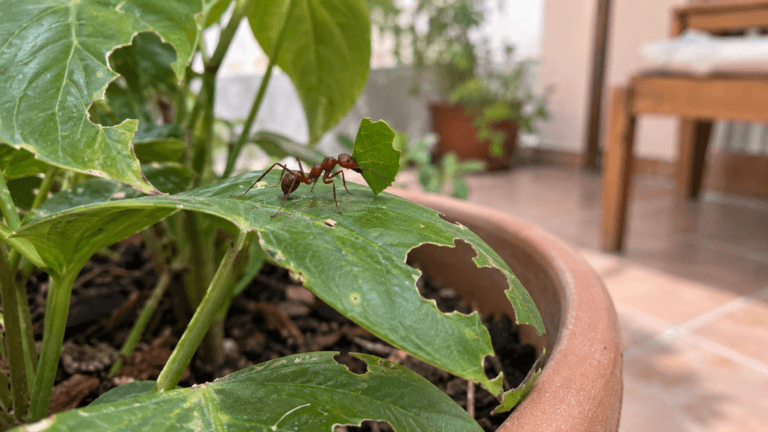 ¿Las hormigas están cortando tus plantas? Cómo combatirlas y controlar el hormiguero