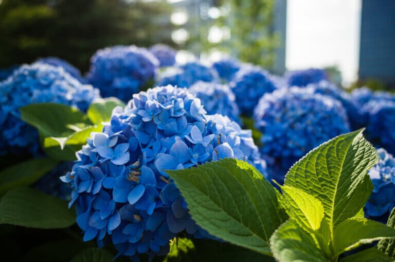 ¿Por qué tu hortensia no se vuelve azul? La variedad y el pH tienen la respuesta