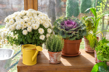 4 plantas ideales para cultivar en maceta durante el otoño