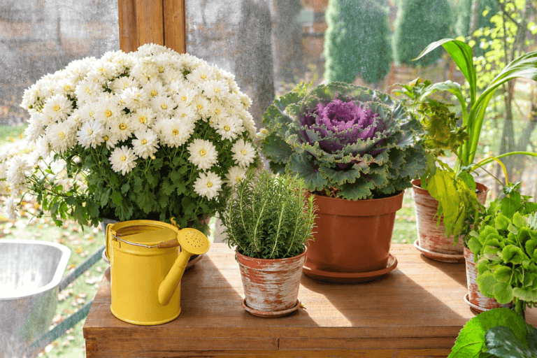 4 plantas ideales para cultivar en maceta durante el otoño