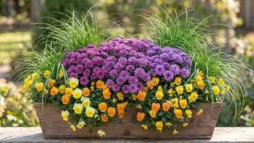 8 plantas otoñales para renovar tus macetas y jardineras