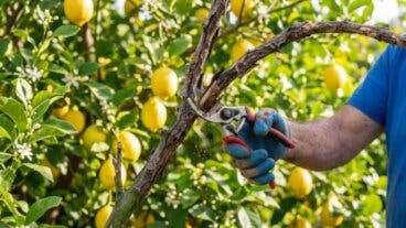 Así puedes podar un limonero en otoño para mantenerlo sano y favorecer la cosecha
