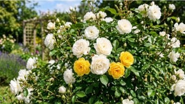 Cómo injertar un rosal para tener flores de dos colores en la misma planta