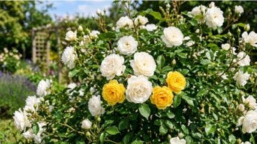 Cómo injertar un rosal para tener flores de dos colores en la misma planta