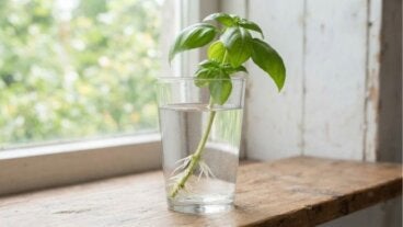 Albahaca y menta infinitas: cómo reproducir tus hierbas aromáticas en frascos con agua