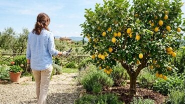 ¿Es tarde para podar tu limonero? Cuándo conviene y cuándo esperar