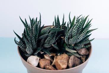 Haworthias: las suculentas ideales para espacios pequeños y con poca luz