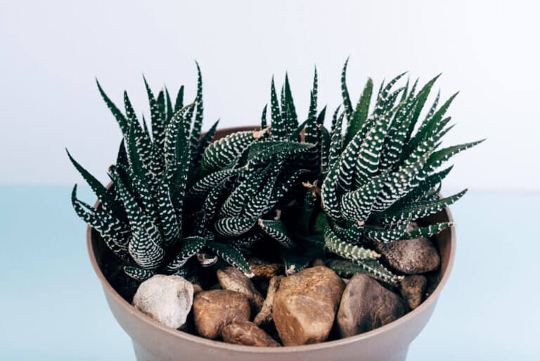 Haworthias: las suculentas ideales para espacios pequeños y con poca luz