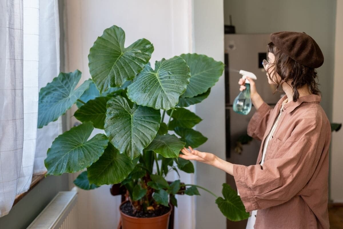Rociar agua a una alocasia