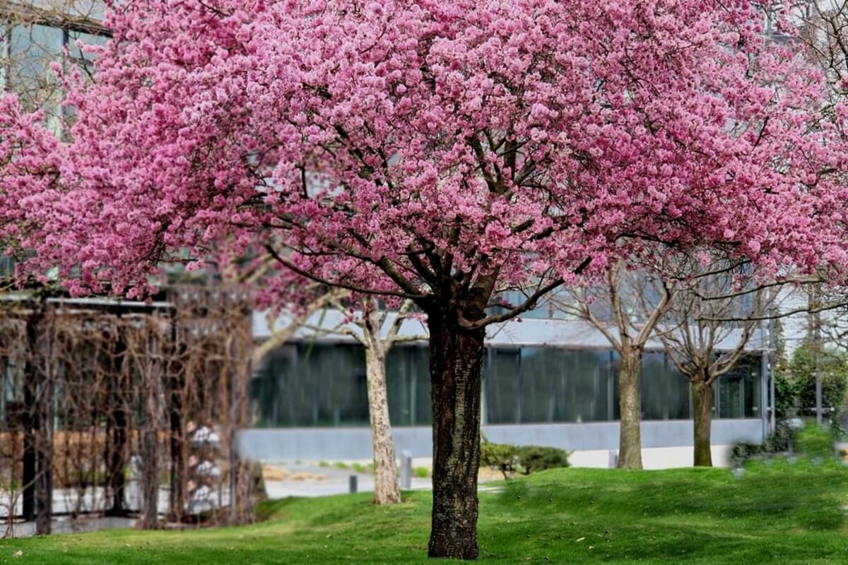 Árbol de cerezo