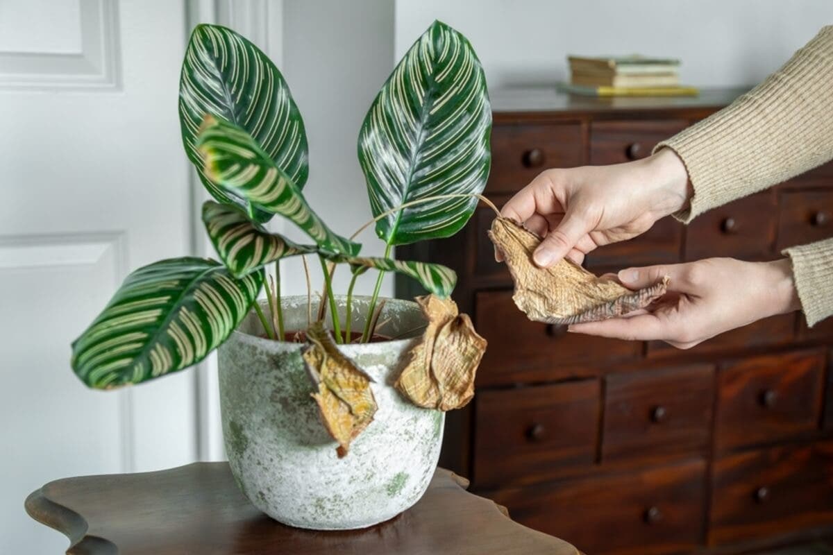 Planta de calatea con hojas marrones