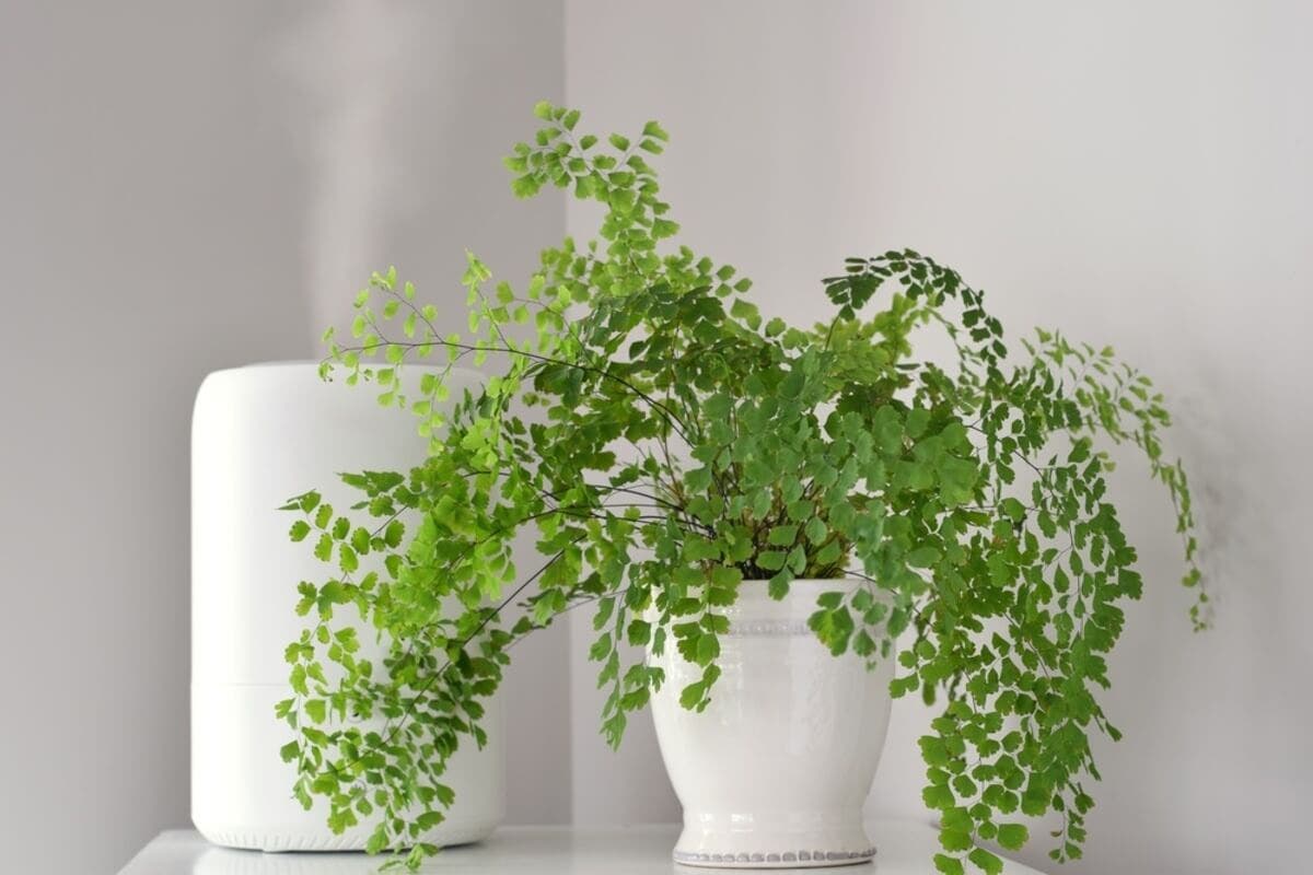 Culantrillo o adiantum