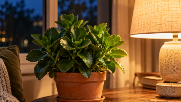 El error que hace que tu kalanchoe deje de florecer (y cómo evitarlo)