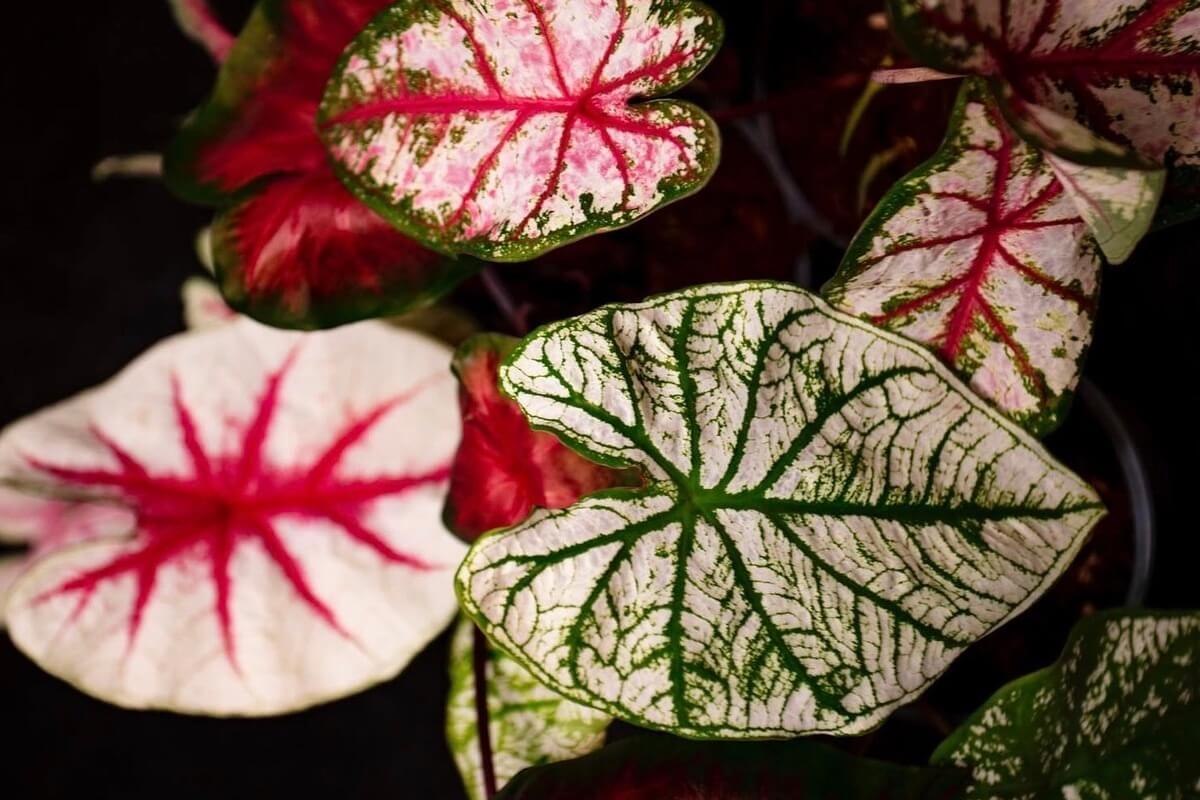 Caladio bicolor