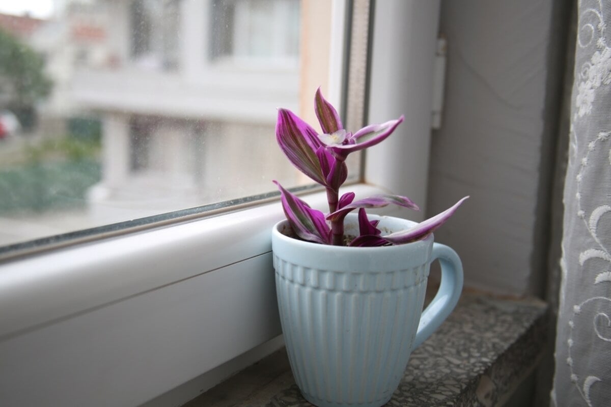 Reproducción de planta cebra