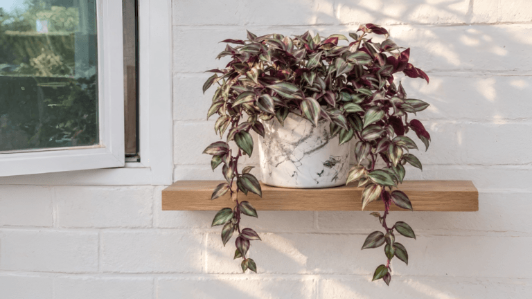 La planta con hojas violetas que se adapta a espacios con poca luz y es perfecta para decorar tus repisas