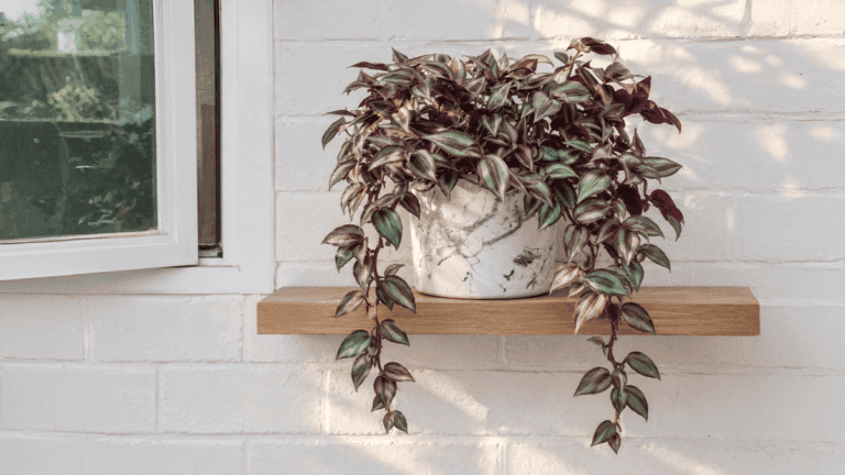La planta con hojas violetas que se adapta a espacios con poca luz y es perfecta para decorar tus repisas