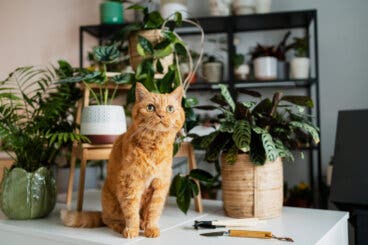 8 plantas para tener en casa si tu gato es curioso y suele mordisquearlas